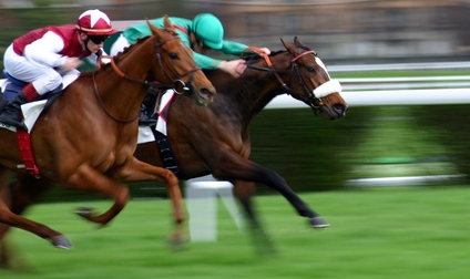 Élevage de chevaux de course
